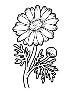 Flower Botanical Chamomile Kids Coloring Pages Pdf, Free Vectors File